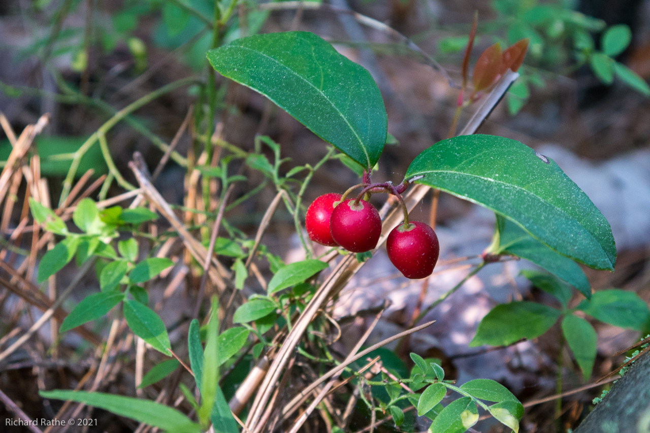 Wintergreen