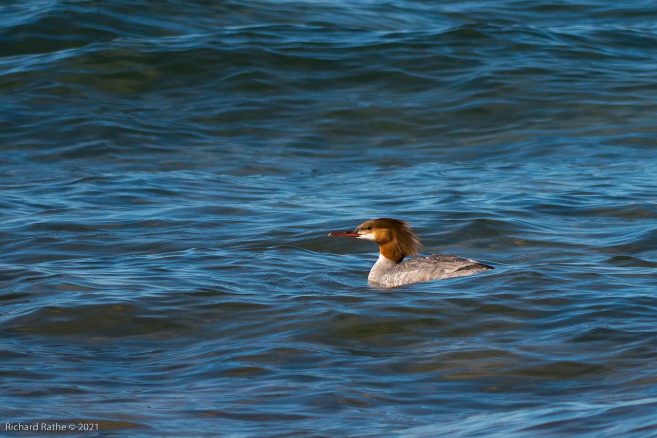 Red-Headed Merganser