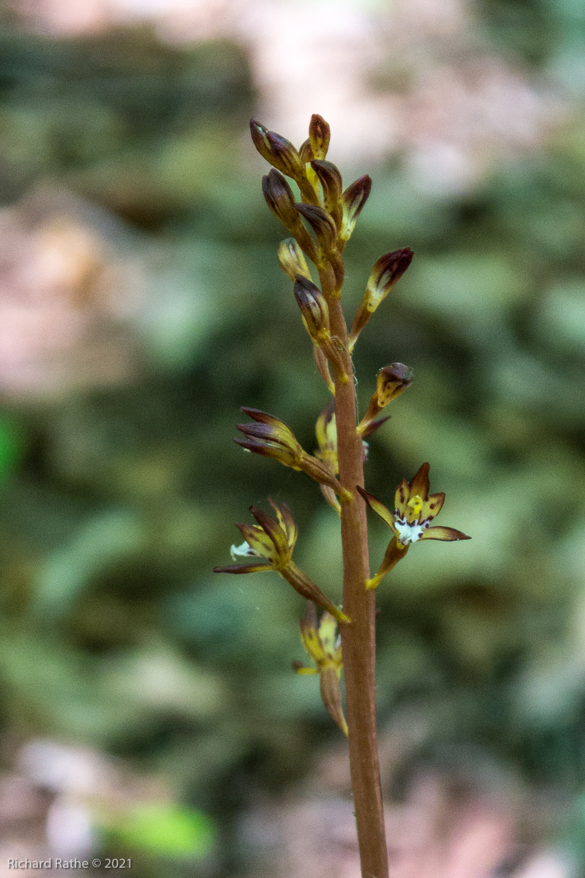 Coral Root Orchid