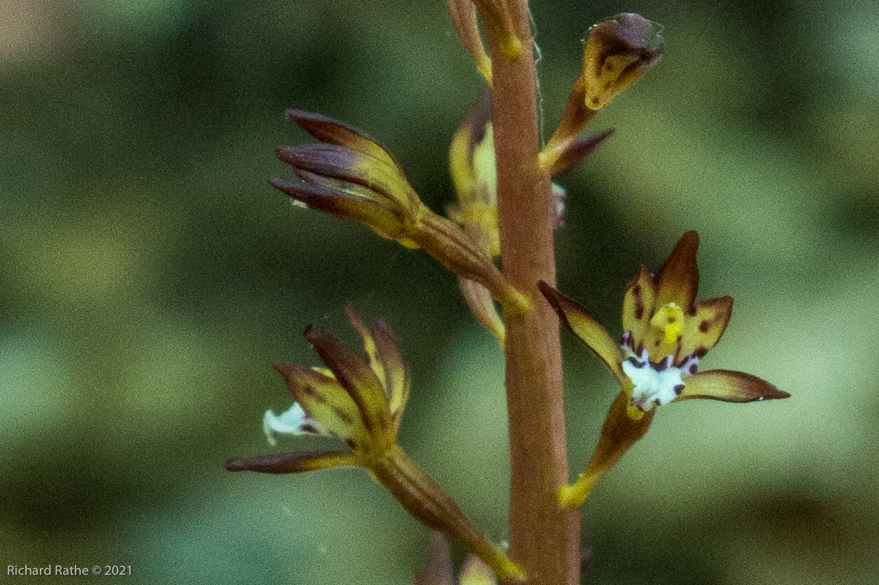 Coral Root Orchid