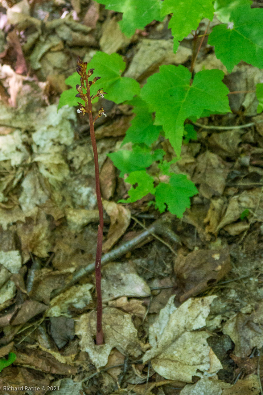 Coral Root Orchid