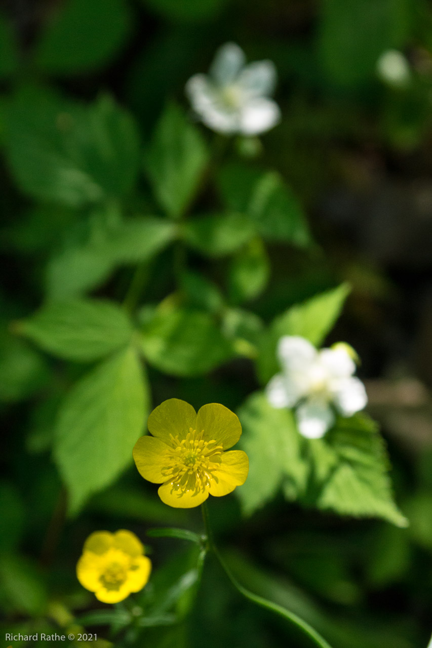 Marsh Marigold