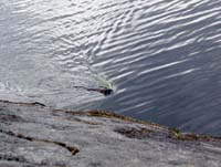 14d-rock-beaver