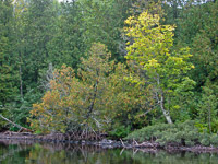 60 Bwca 2008 