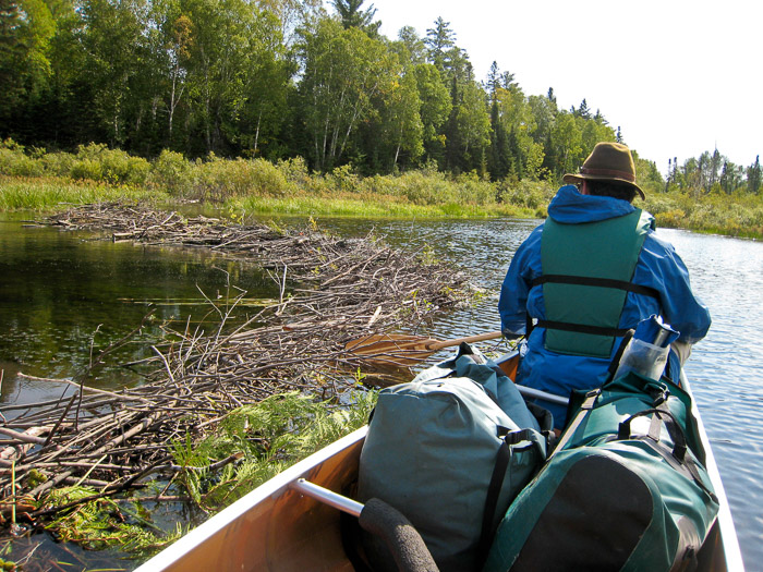 Pulling Over the Beaver Dam