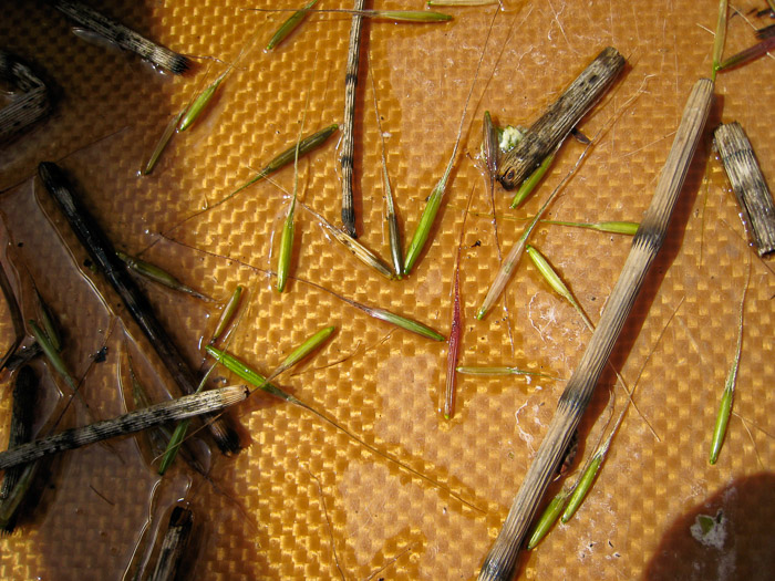 Wild Rice
