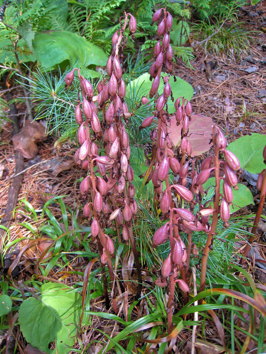 Orchid Gone to Seed