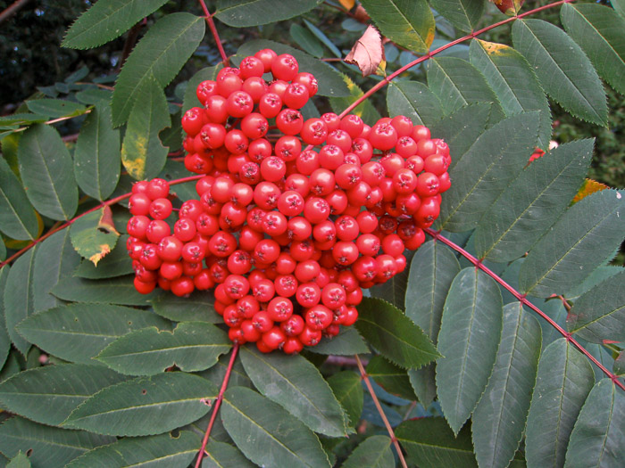Mountain Ash