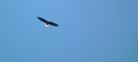 021 Bald Eagle Birds Bwca 2011 