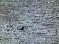 022 Birds Bwca 2011 Loons Starting Out