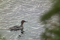 032 Birds Bwca 2011 