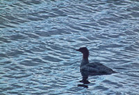 033 Birds Bwca 2011 
