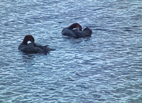 034 Birds Bwca 2011 
