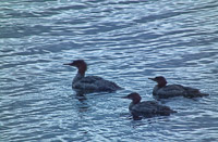 035 Birds Bwca 2011 