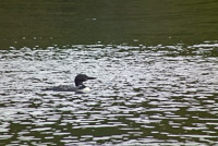 059 Birds Bwca 2011 Loons 