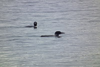060 Birds Bwca 2011 Loons 