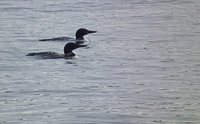 061 Birds Bwca 2011 Loons 