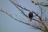 064 Bald Eagle Birds Bwca 2011 