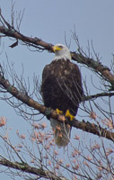 065 Bald Eagle Birds Bwca 2011 