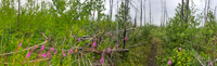 0003 Bwca 2018 Panorama Results Of Pagami Fire 2011