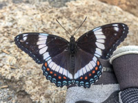0009 Bwca 2018 White Admiral Butterfly