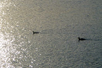 0065 Birds Bwca 2019 Ts4 Loons