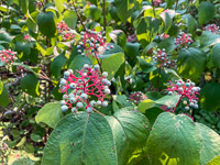 1007 Bwca 2024 Roadside Flowers 2024 