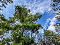 0044 Bwca 2025 