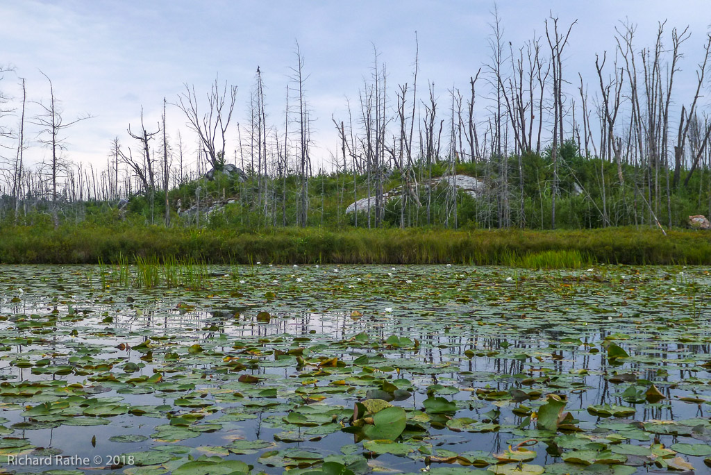 Results of Pagami Fire 2011