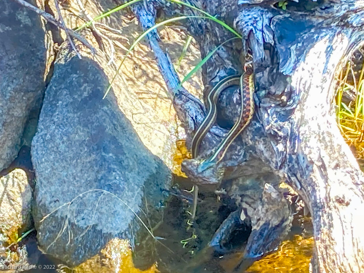 Garter Snake Eating Toad