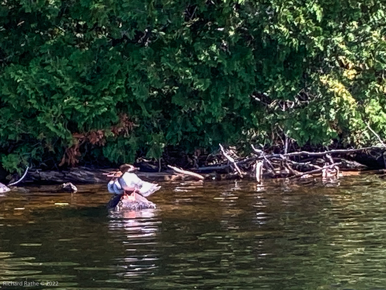 Merganser Ducks