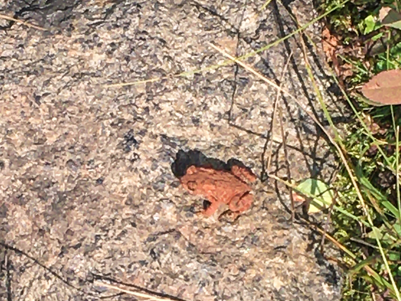 Wood Frog??