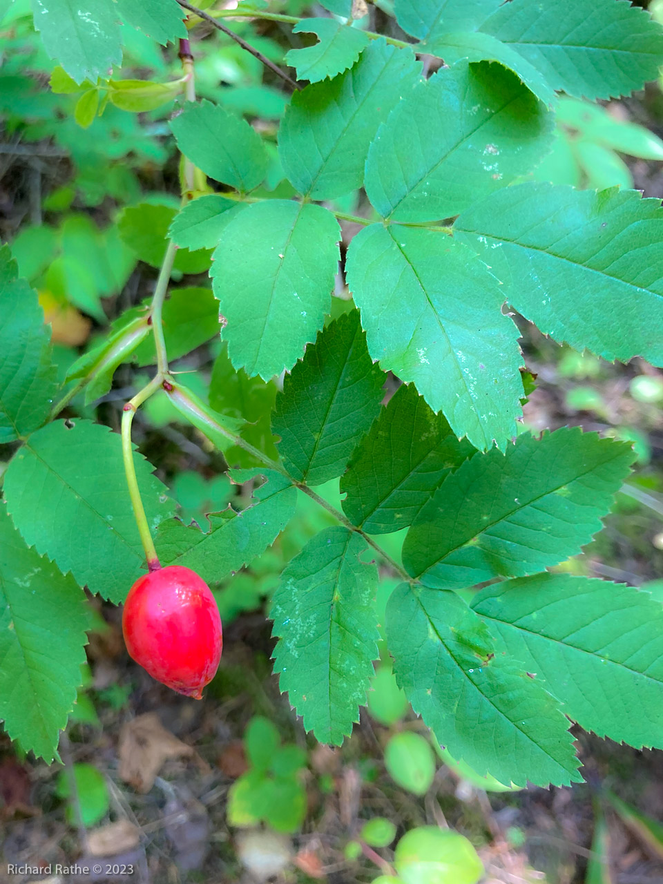 Rose Hips