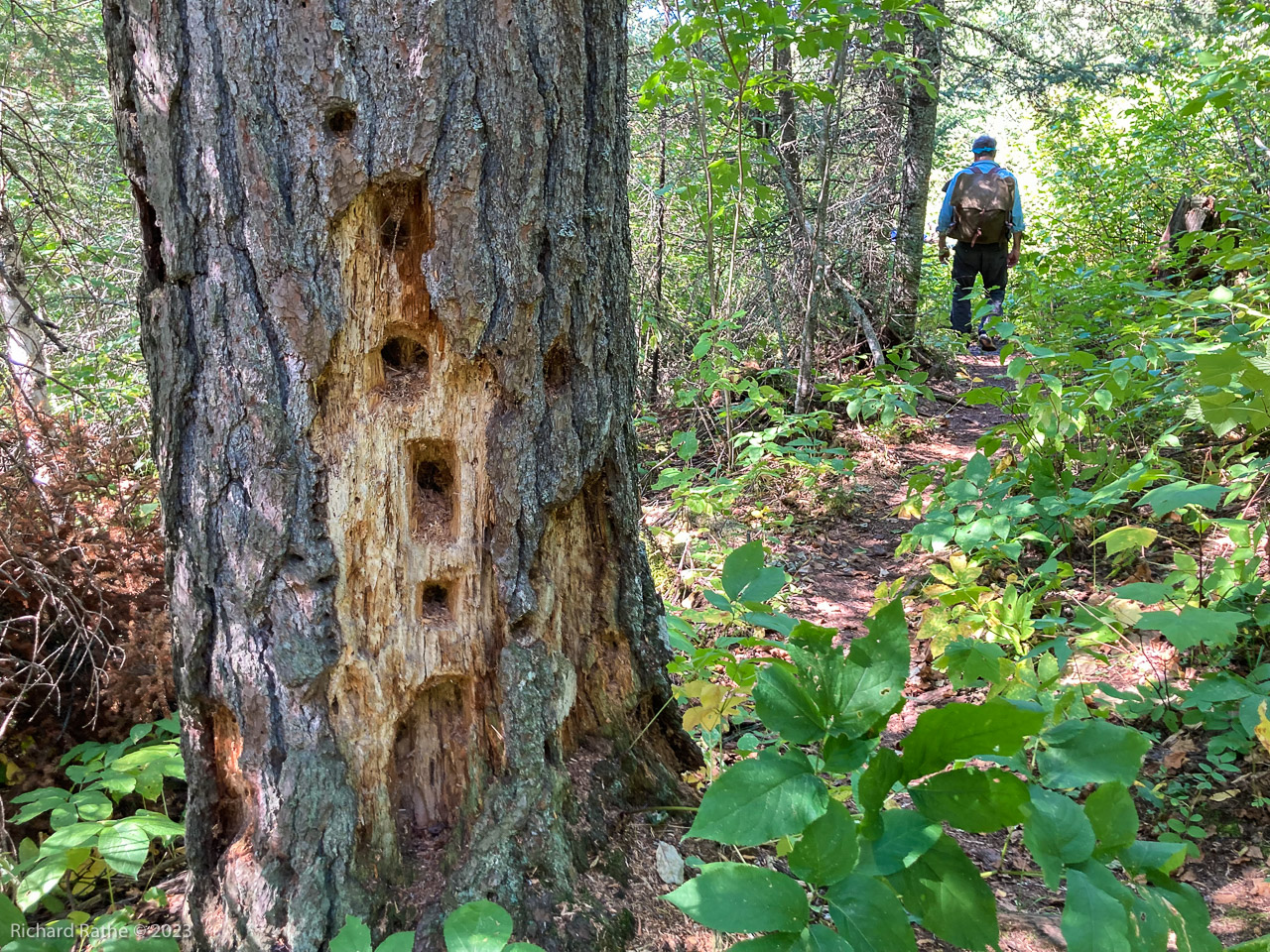 Pileated Woodpecker Holes