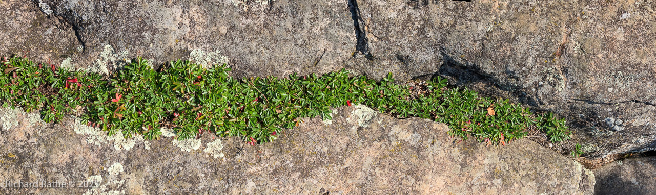 Rose Lake Cliffs (Pipsissewa?)