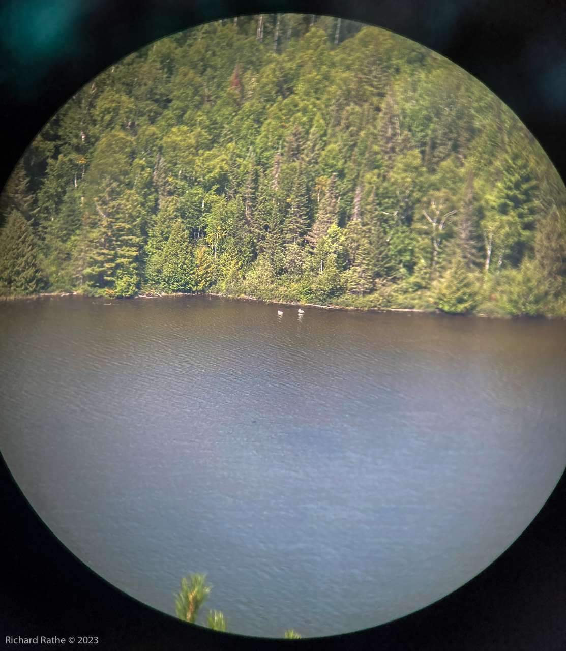 Swans (Thru Binoculars)