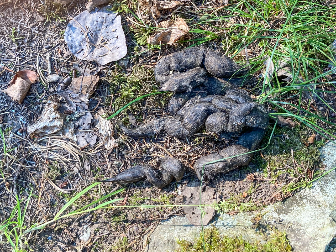 Wolf Scat