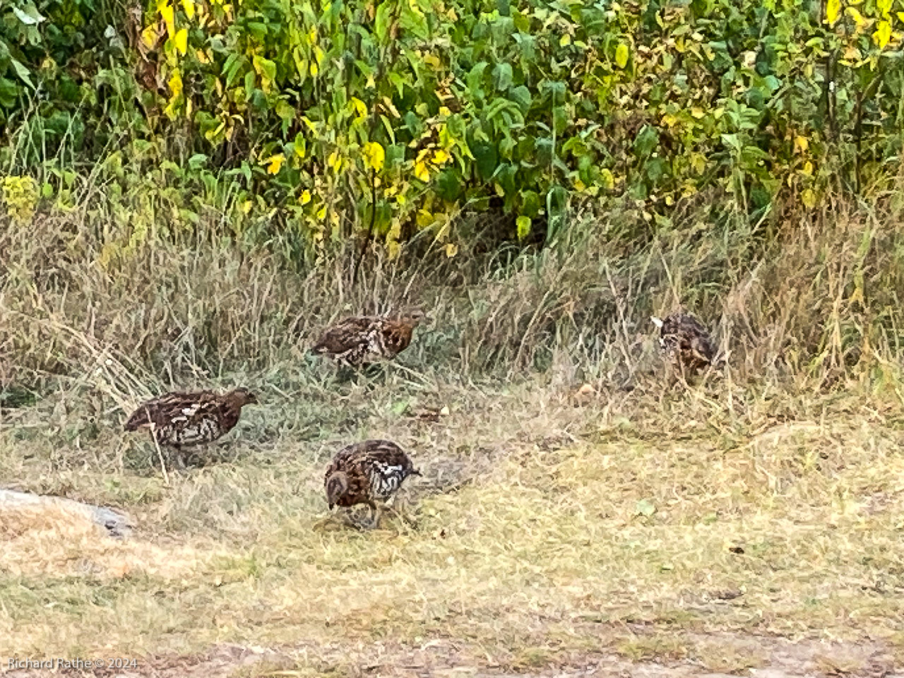 Spruce Grouse