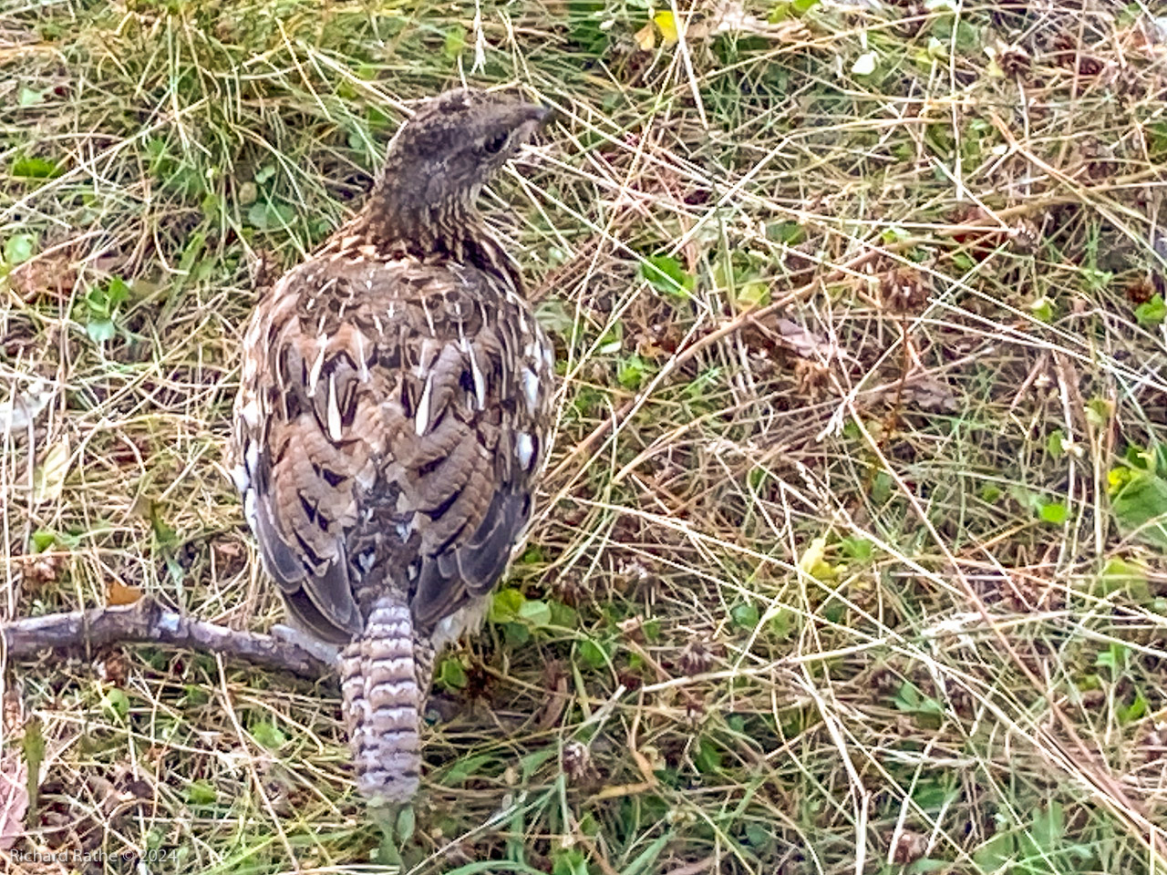 Spruce Grouse