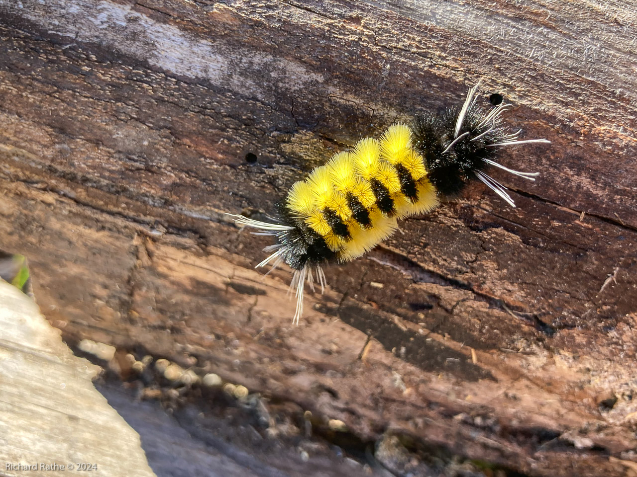 Spotted Tussock Moth Caterpillar