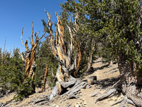 0042 Bristlecone Pine Forest California 2025 