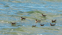 Mono Lake 2025020 Birds California 2025 Mono Lake Wilson S Phalarope