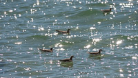 Mono Lake 2025021 Birds California 2025 Mono Lake Wilson S Phalarope