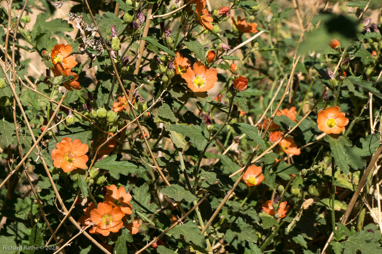 Emory's Globemallow