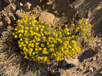 0103 Chaco Canyon Roadside Flowers 2023 