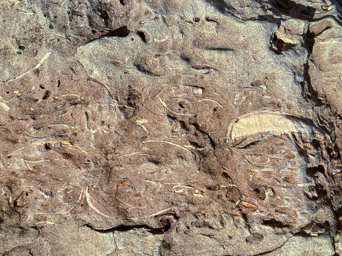 Fossil Shells
