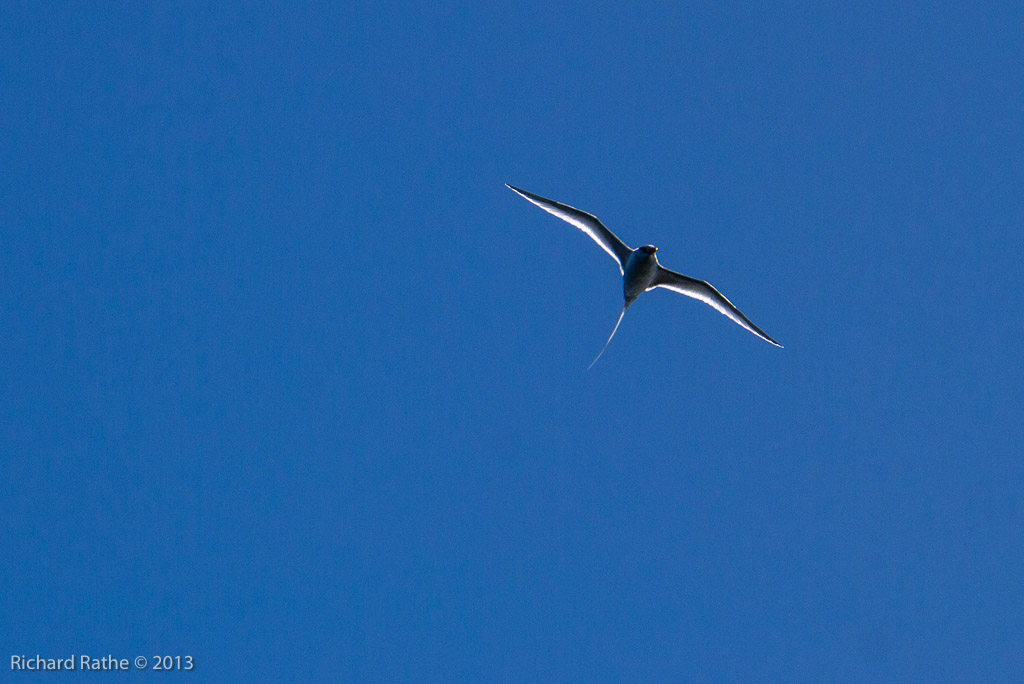 Red-Billed Tropic Bird