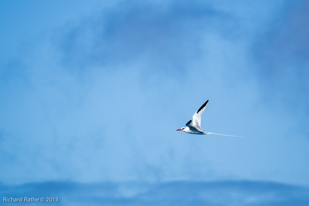 Red-Billed Tropic Bird