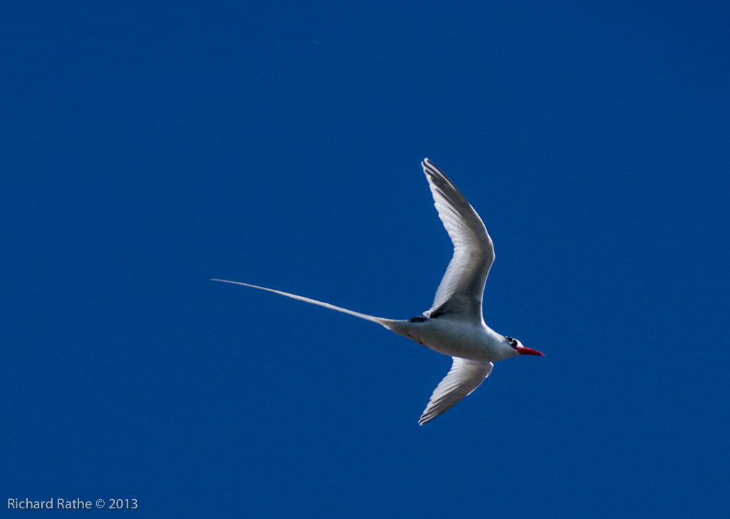 Red-Billed Tropic Bird