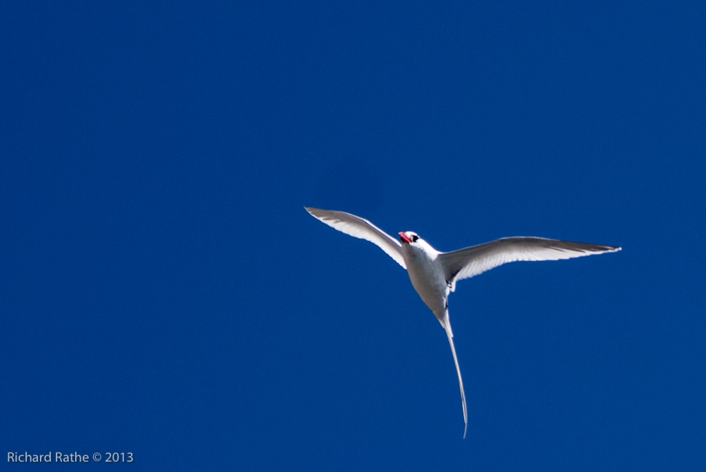 Red-Billed Tropic Bird